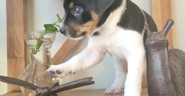 Rat terrier puppies for sale