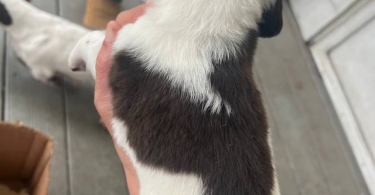 2 Chiweenie puppies for adoption