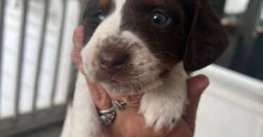 2 Chiweenie puppies for adoption
