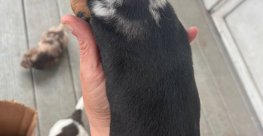 2 Chiweenie puppies for adoption