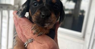 2 Chiweenie puppies for adoption
