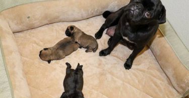 3 purebred pug puppies