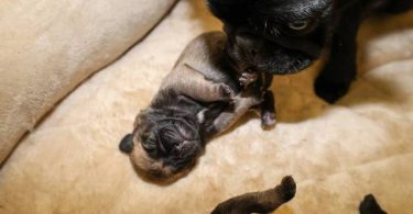 3 purebred pug puppies