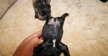 3 purebred pug puppies