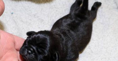 3 purebred pug puppies