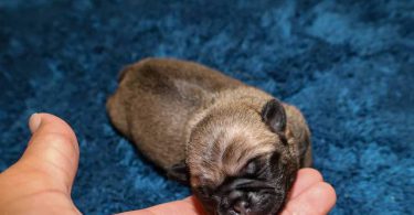 3 purebred pug puppies