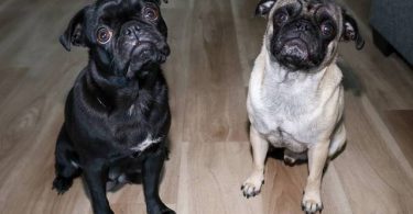 3 purebred pug puppies