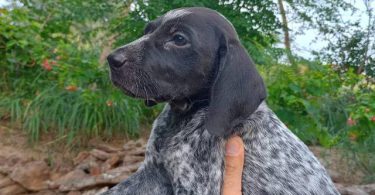 2 female and 1 male GSP puppies