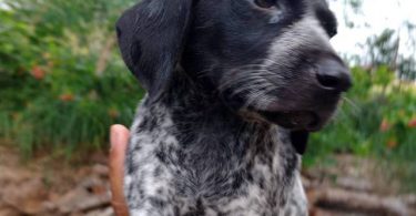 2 female and 1 male GSP puppies