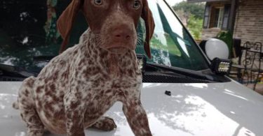 2 female and 1 male GSP puppies
