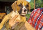 Stunning Boxer puppies for sale