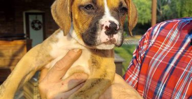 Stunning Boxer puppies for sale