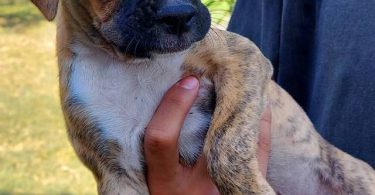 Stunning Boxer puppies for sale