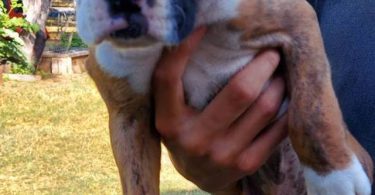 Stunning Boxer puppies for sale