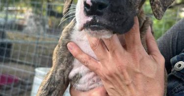 Stunning Boxer puppies for sale