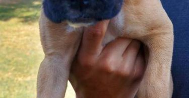 Stunning Boxer puppies for sale