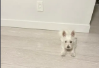 4 months old Male Westie puppy for adoption