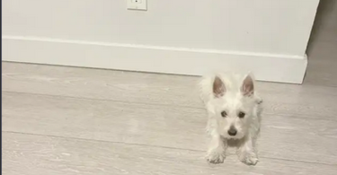 4 months old Male Westie puppy for adoption