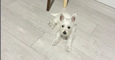 4 months old Male Westie puppy for adoption