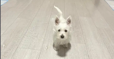4 months old Male Westie puppy for adoption