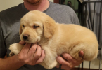 4 Goldador puppies looking for good homes