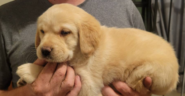 4 Goldador puppies looking for good homes
