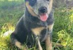 Classy Blue Heeler puppies