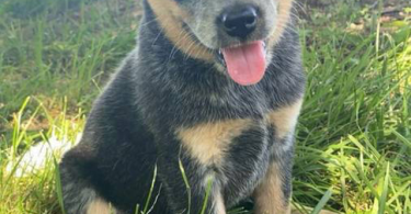 Classy Blue Heeler puppies