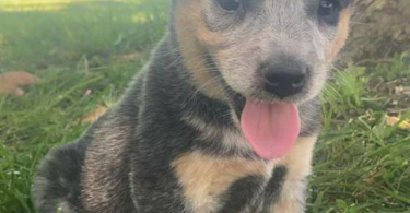 Classy Blue Heeler puppies