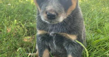 Classy Blue Heeler puppies
