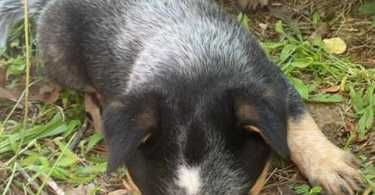 Classy Blue Heeler puppies