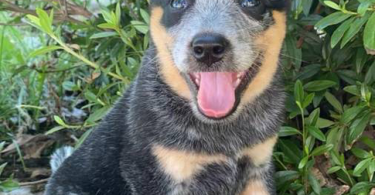 Classy Blue Heeler puppies