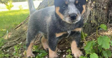 Classy Blue Heeler puppies