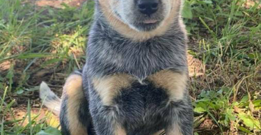 Classy Blue Heeler puppies