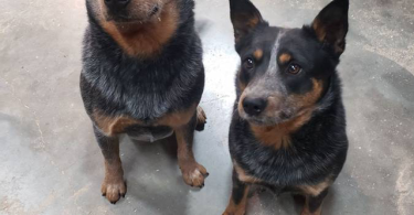 Classy Blue Heeler puppies