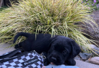 3 male black Labrador puppies