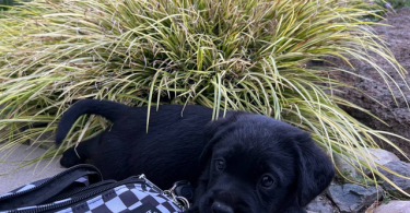 3 male black Labrador puppies