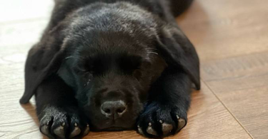 3 male black Labrador puppies