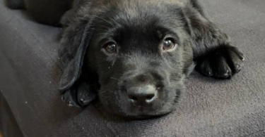 3 male black Labrador puppies