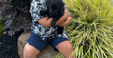 3 male black Labrador puppies