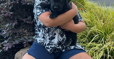 3 male black Labrador puppies