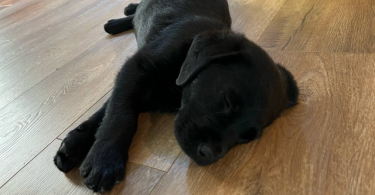 3 male black Labrador puppies