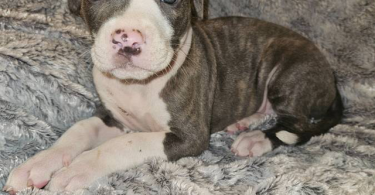 Pitbull puppies