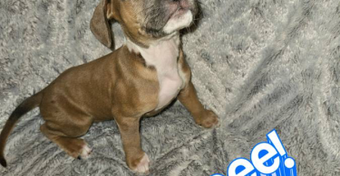 Pitbull puppies