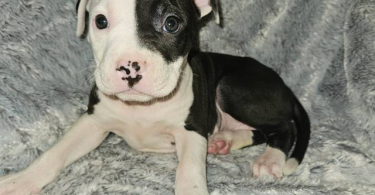 Pitbull puppies