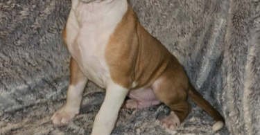 Pitbull puppies