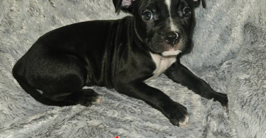 Pitbull puppies