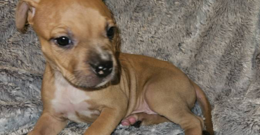 Pitbull puppies