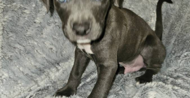 Pitbull puppies