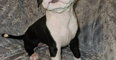 Pitbull puppies